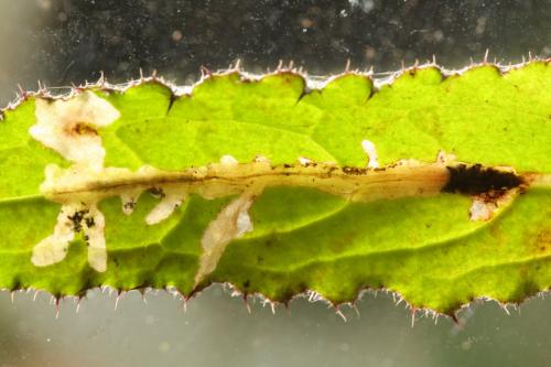 Réf. 269 191 : Scrobipalpa acuminatella